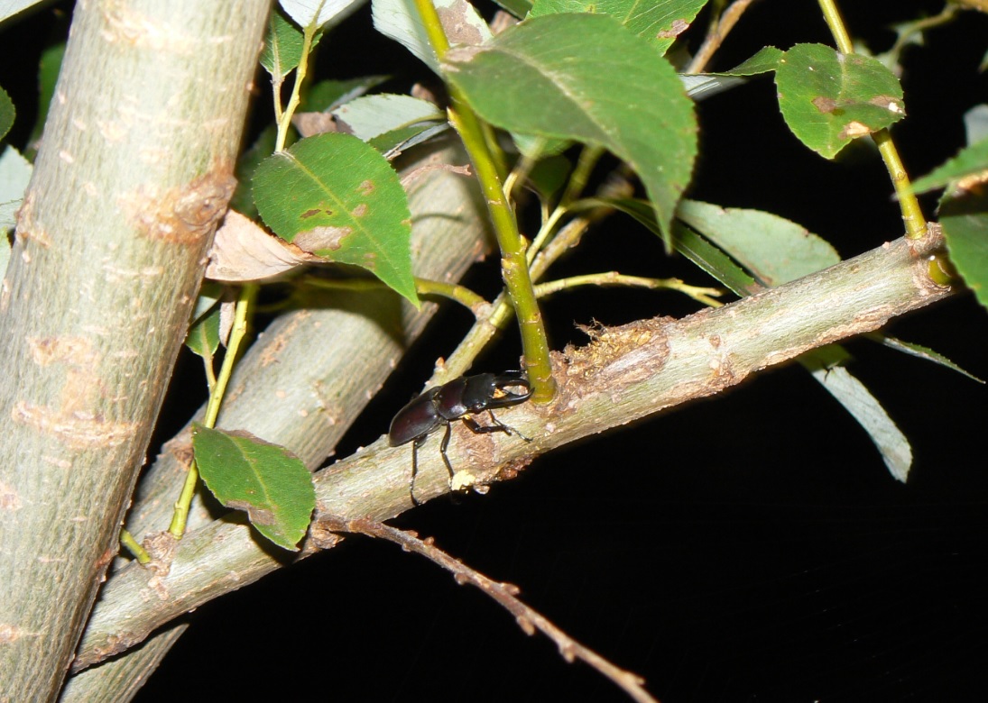 川縁のヤナギ コクワガタ_200817